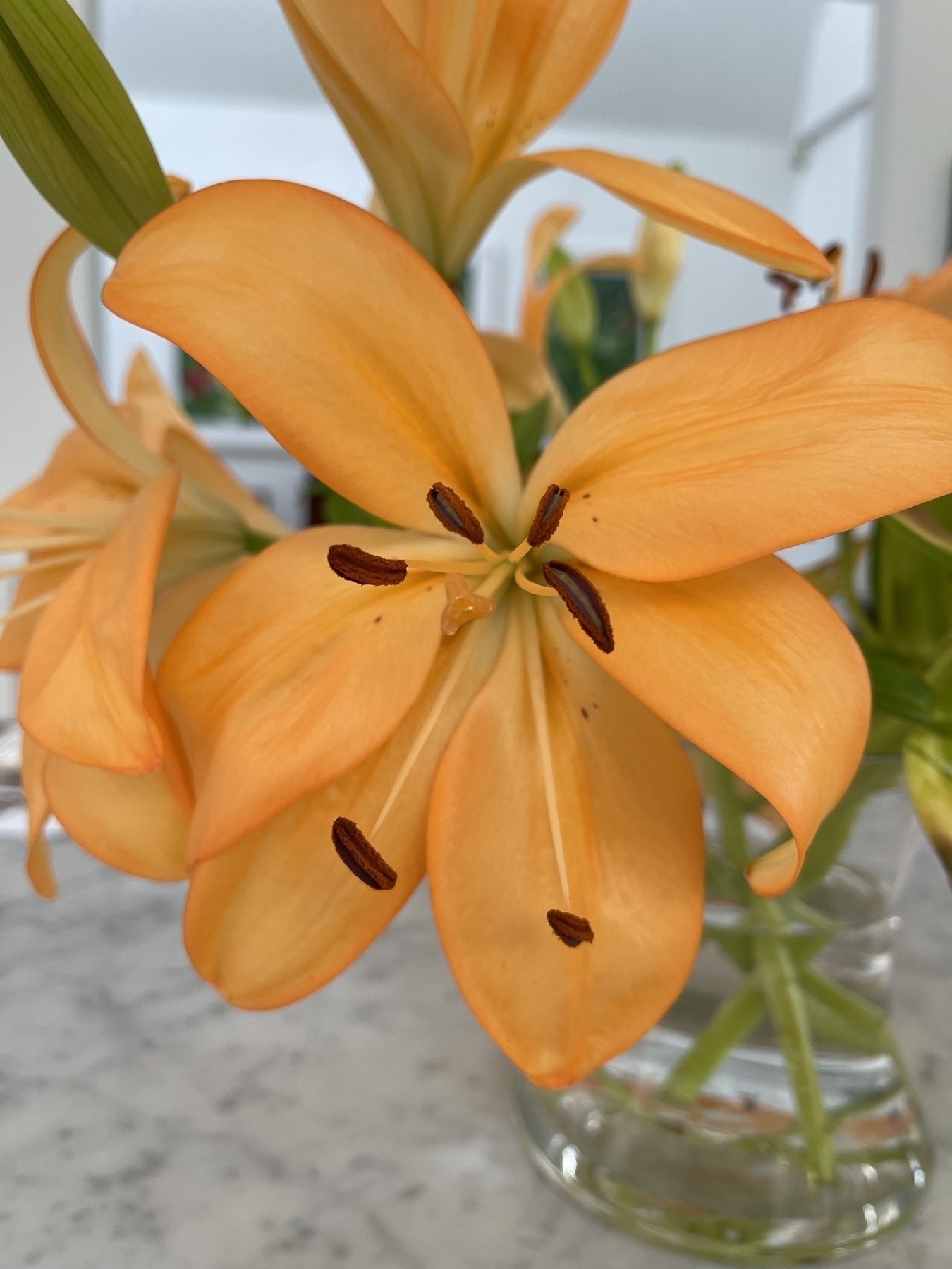Flowering orange lily 