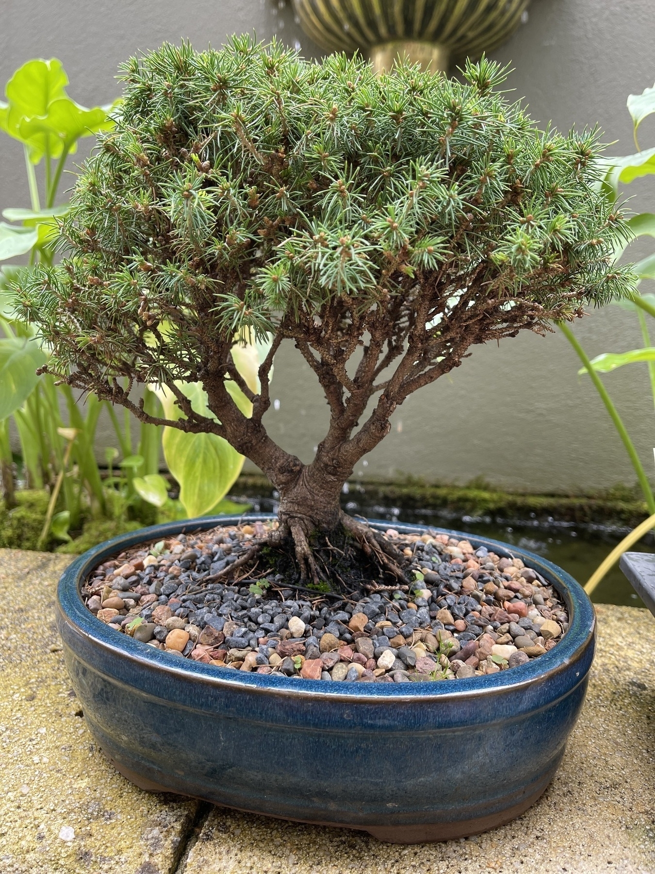 A very healthy looking Dwarf Alberta Spruce bonsai tree carefully potted in a blue glazed pot. 